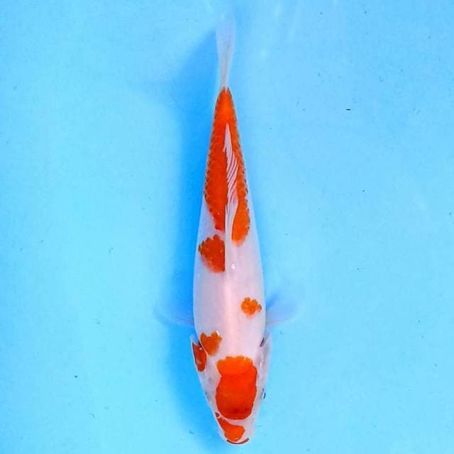 Kohaku 19 cm