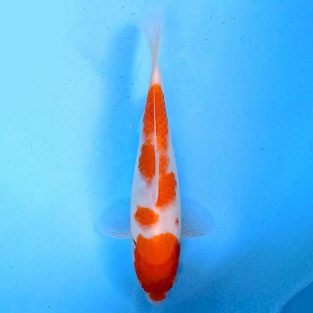 Kohaku 22 cm