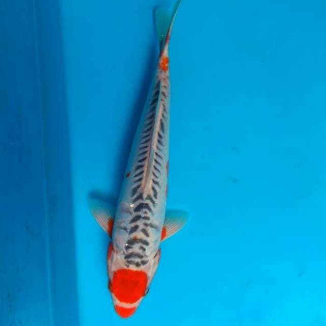 Tancho shusui 31cm