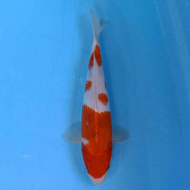 Goromo 26 cm