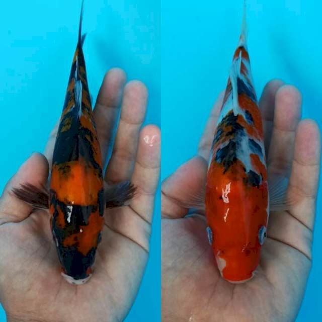 Duet hi showa x sanke 19-20cm