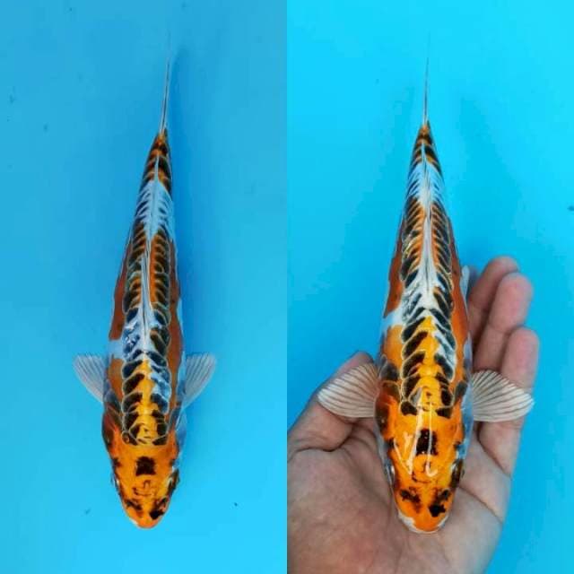 Kujaku aragoke scale lurus 22cm