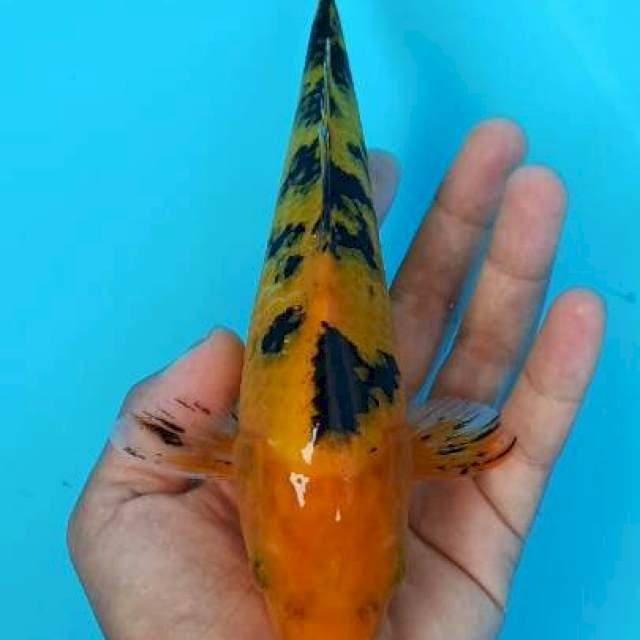 Hi ki bekko 21cm