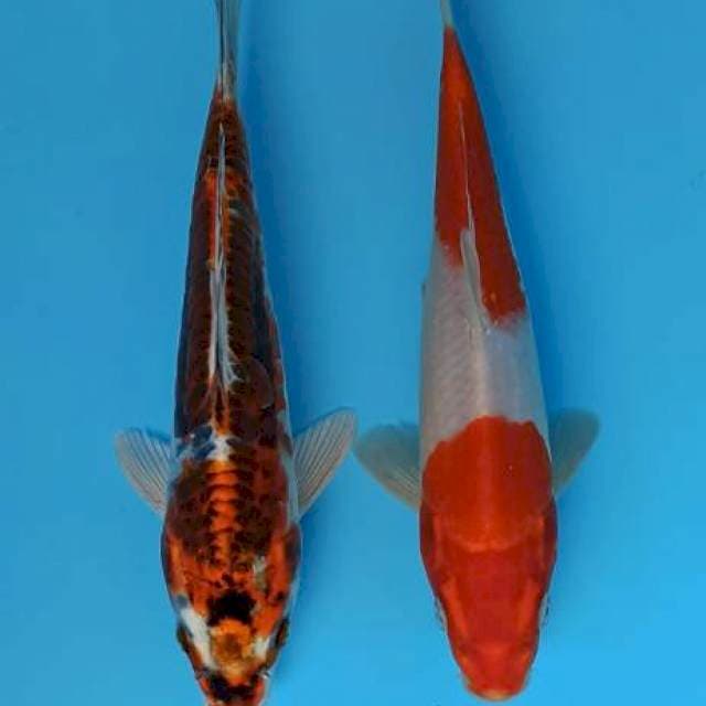 Duet hikari moyomono 22cm