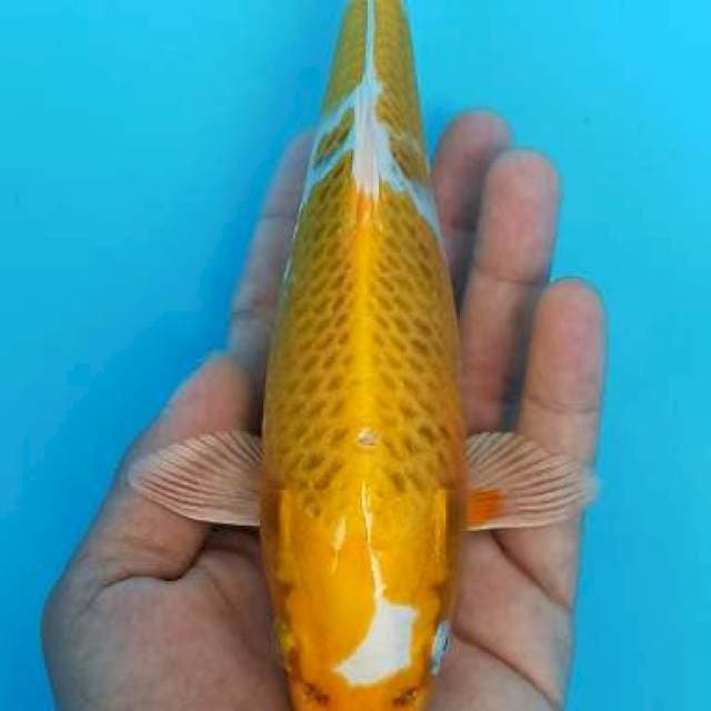 Hariwake 22cm 