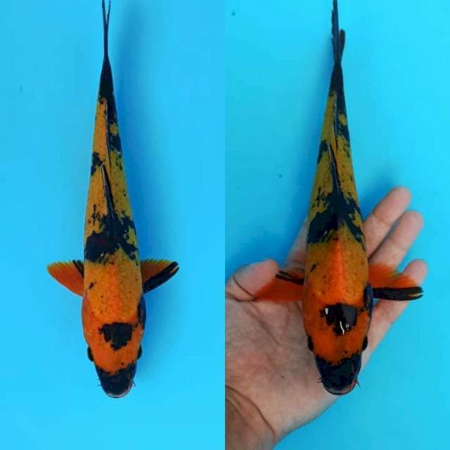 Hi utsuri 26cm