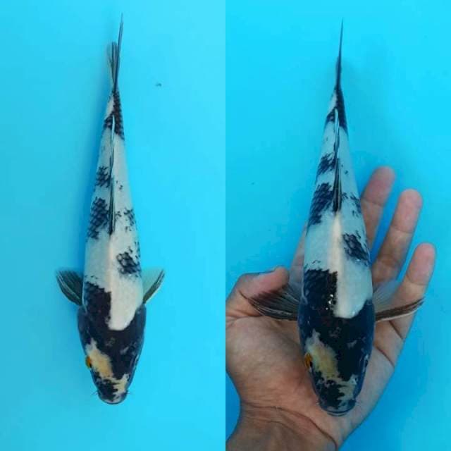 Shiro utsuri 25cm