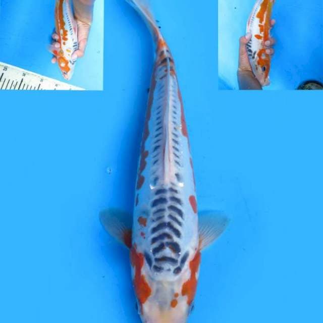 Sushui ml 31cm