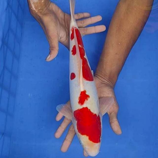 Kohaku doit 37cm