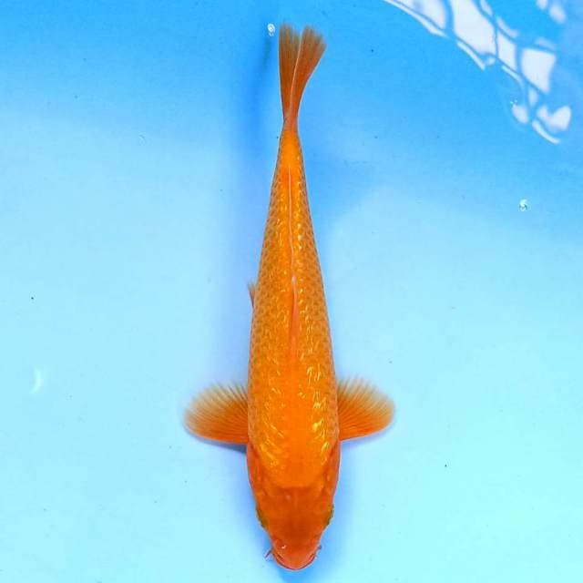 Benigoi Ginrin 20 cm