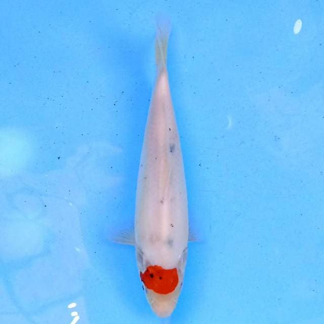 Tancho Showa 22 cm