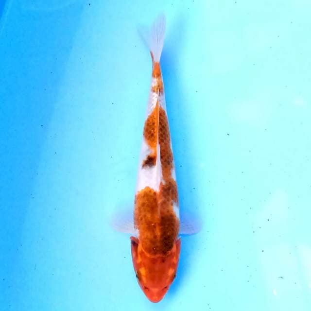 Sochikubai 20 cm