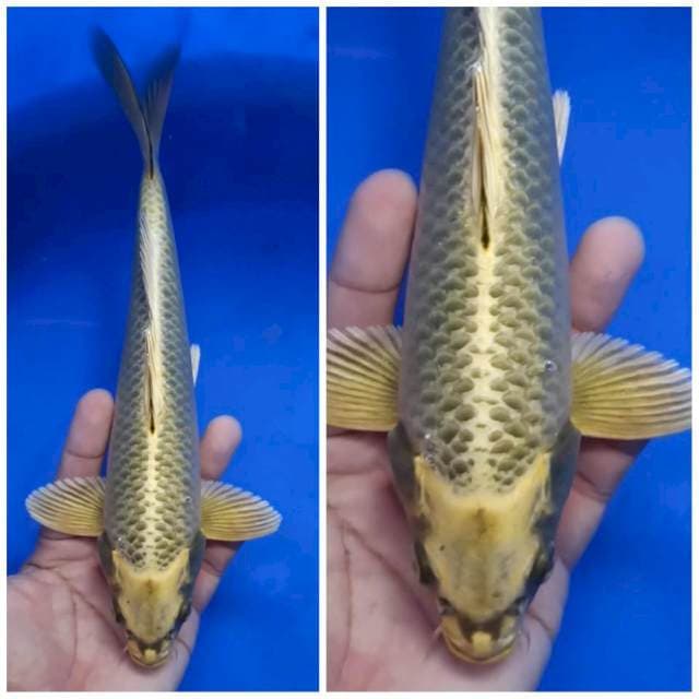 mukashi golden