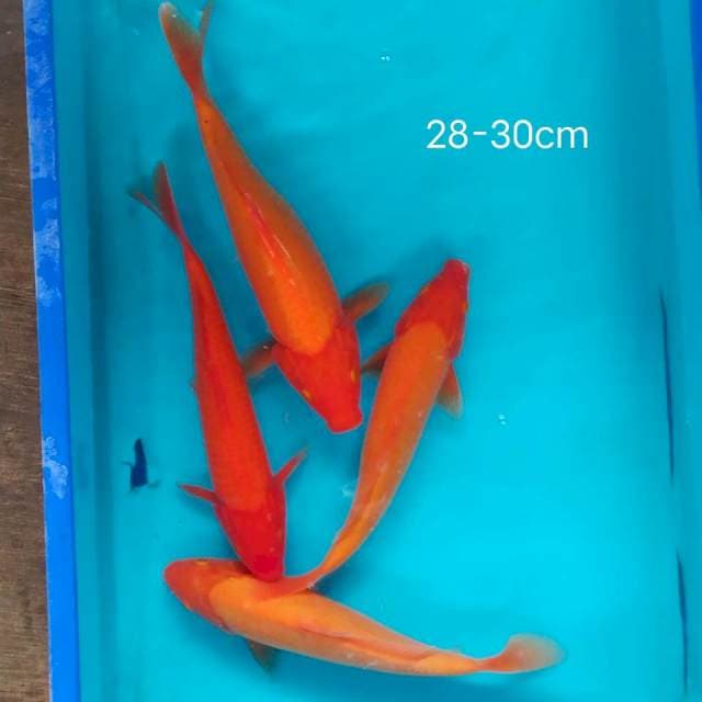 Benigoi mix tembus 28-30cm