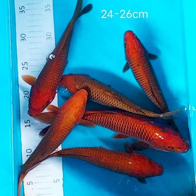 Chagoi tembaga 24-26cm