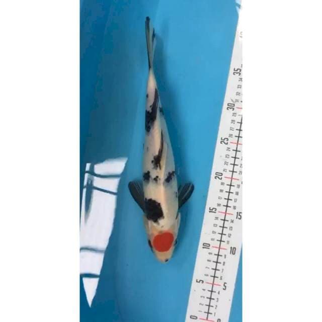 tancho showa male 32 cm 