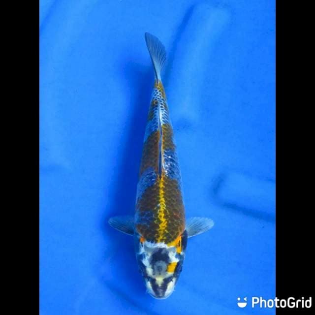 29cm - Kogane Ochiba