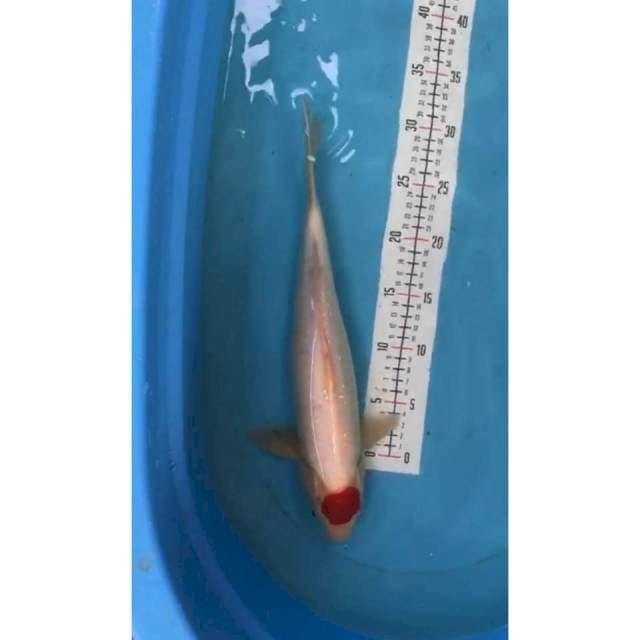 tancho male 38 cm