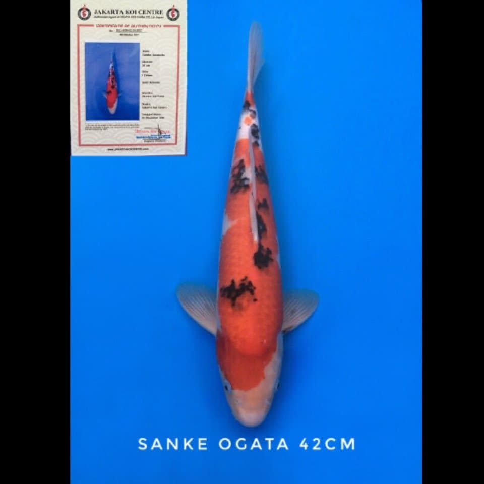 sanke ogata 42cm