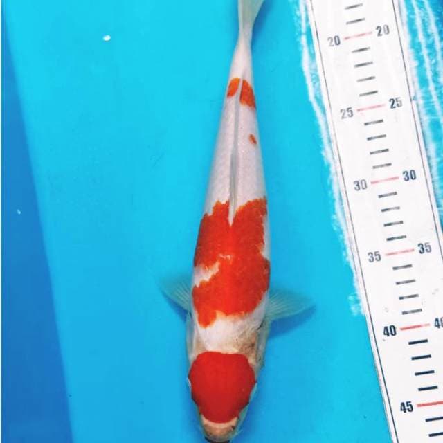 Kohaku 32cm