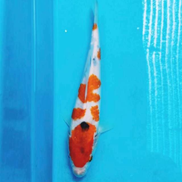 Sanke 26cm