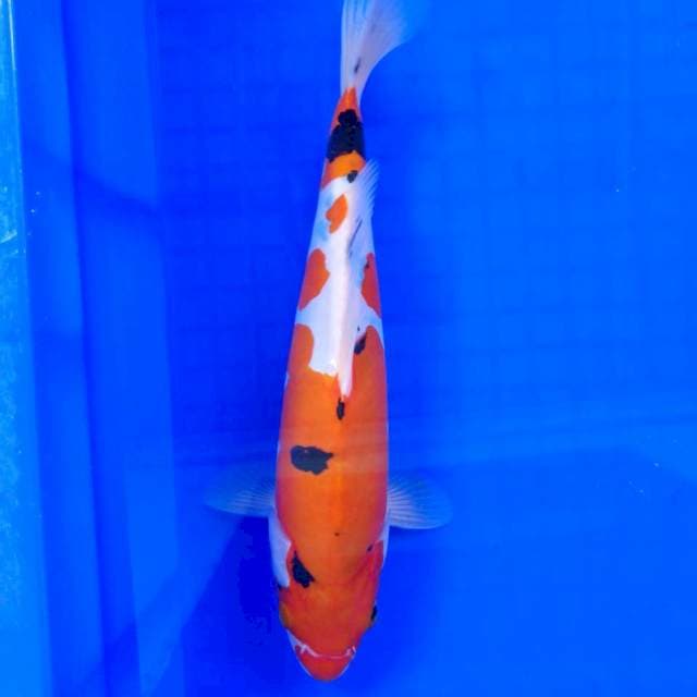 Sanke doits 27 cm