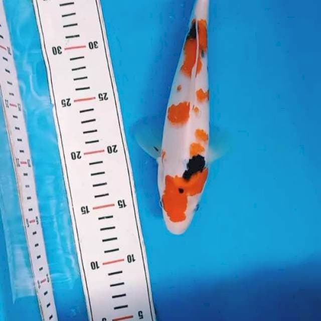 Sanke 28cm