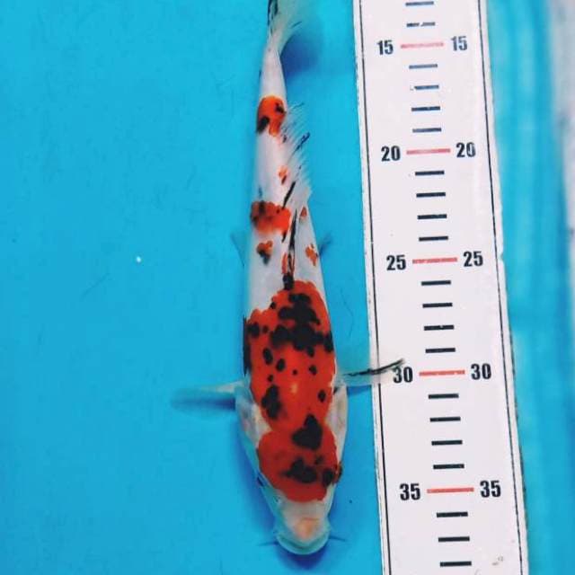 Sanke 25cm