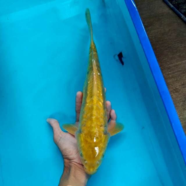 Midorigoi sisik aragoke 35cm