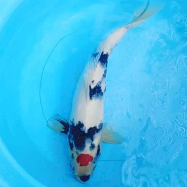 Tc Showa 37cm
