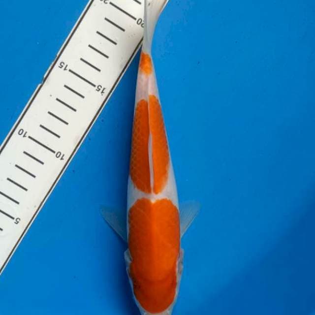 Kohaku