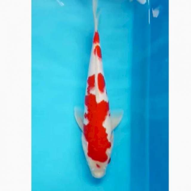 Kohaku