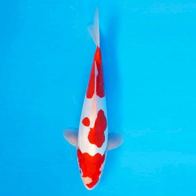 KYOSO 3 - Kohaku Doitsu Murni ®