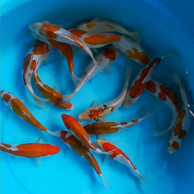 Doitsu koromo