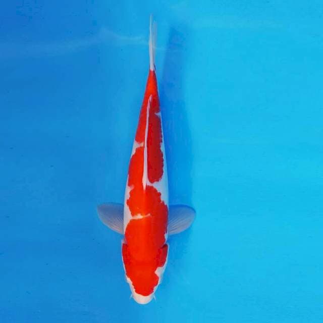 KYOSO 8 - Inazuma Kohaku ®