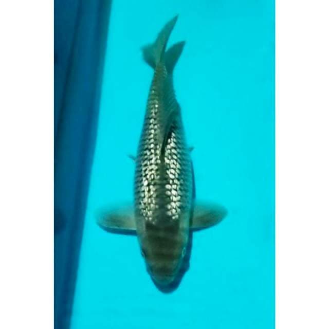 HQ Soragoi Ginrin 34cm Female