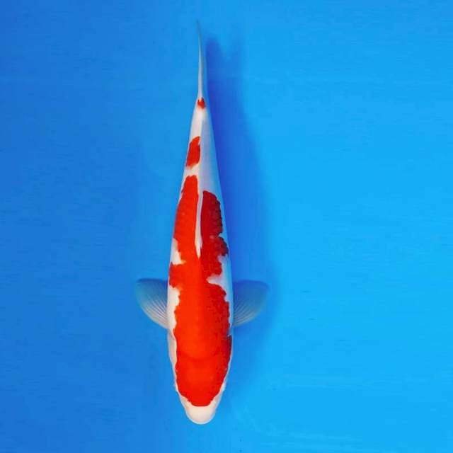 KYOSO 13 - Kohaku ®