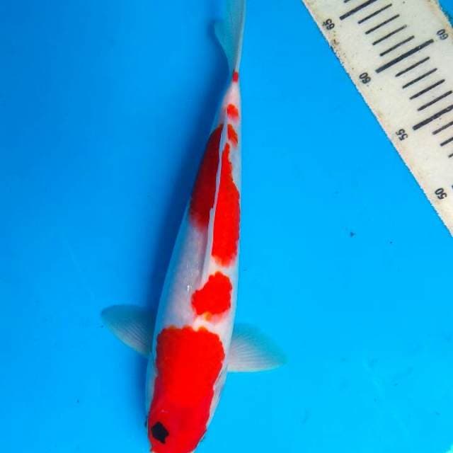Showa 31cm