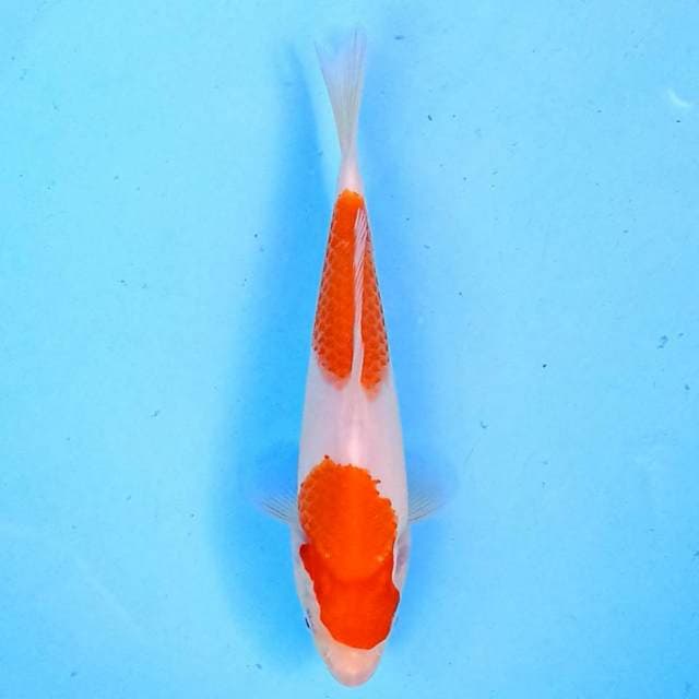 Kohaku 20 cm