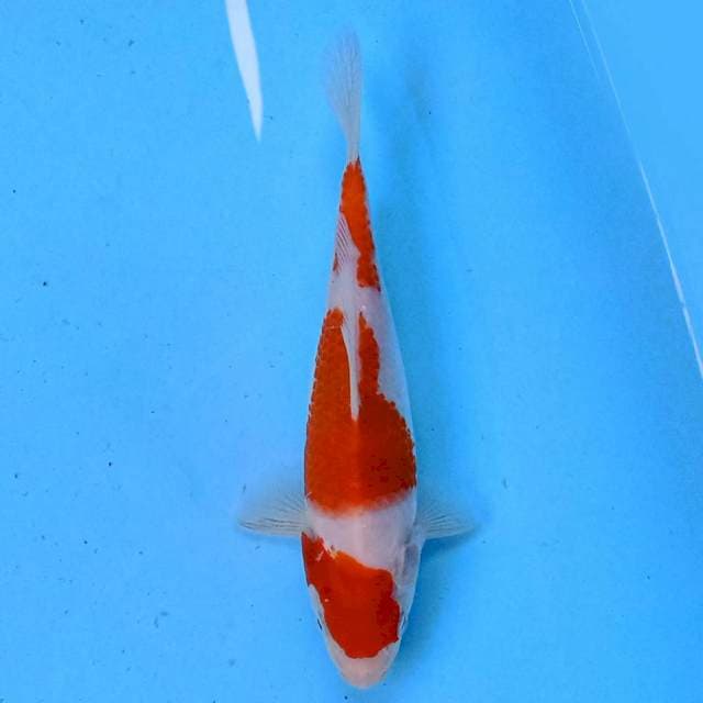 Kohaku 18 cm