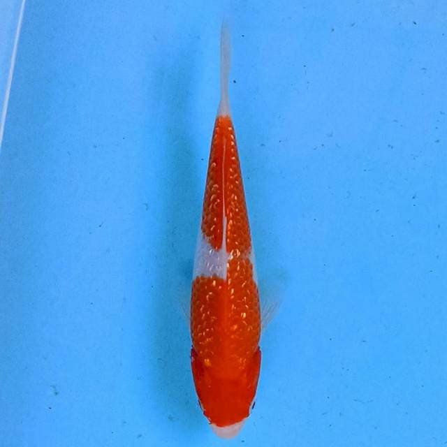 Kohaku Ginrin 17 cm
