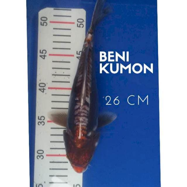 Benikumon Antikan