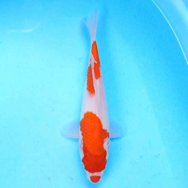 Kohaku 22 cm