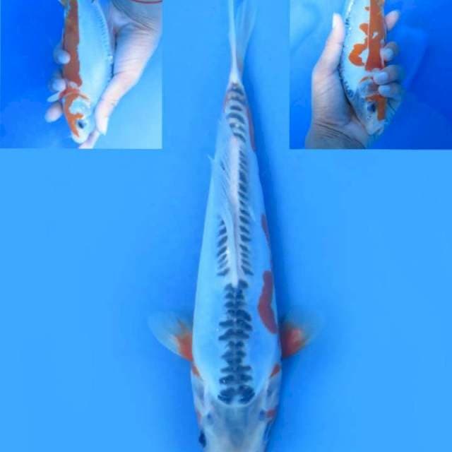 Sushui 22cm