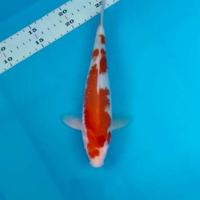 Kohaku ori