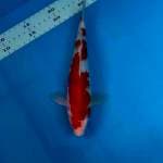 Kohaku ori
