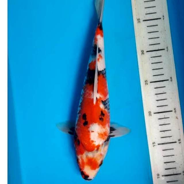 Showa 30cm 