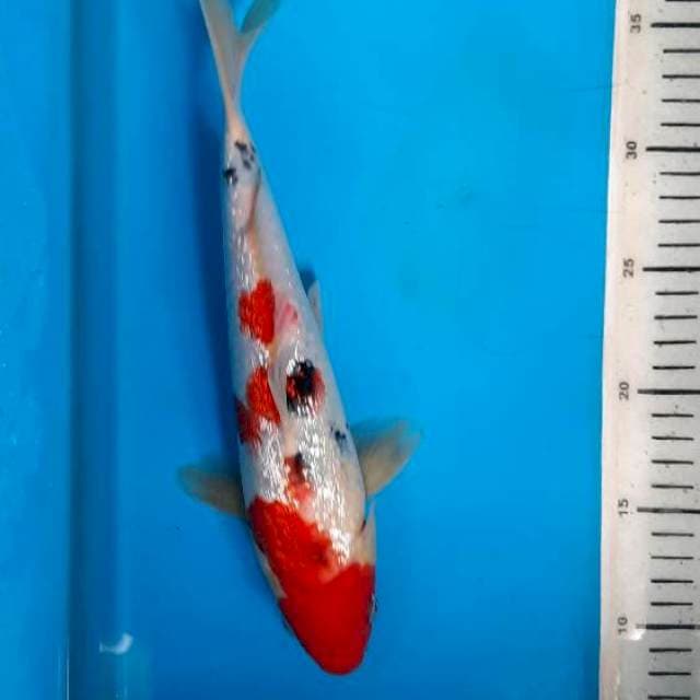 Sanke gindrin 29cm