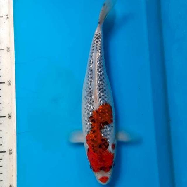 Gosiki gindrin 27cm