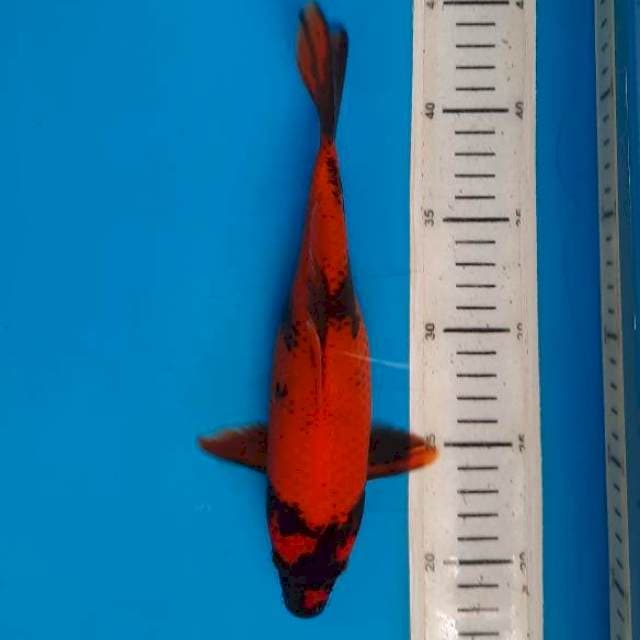 Hiutsuri 25cm